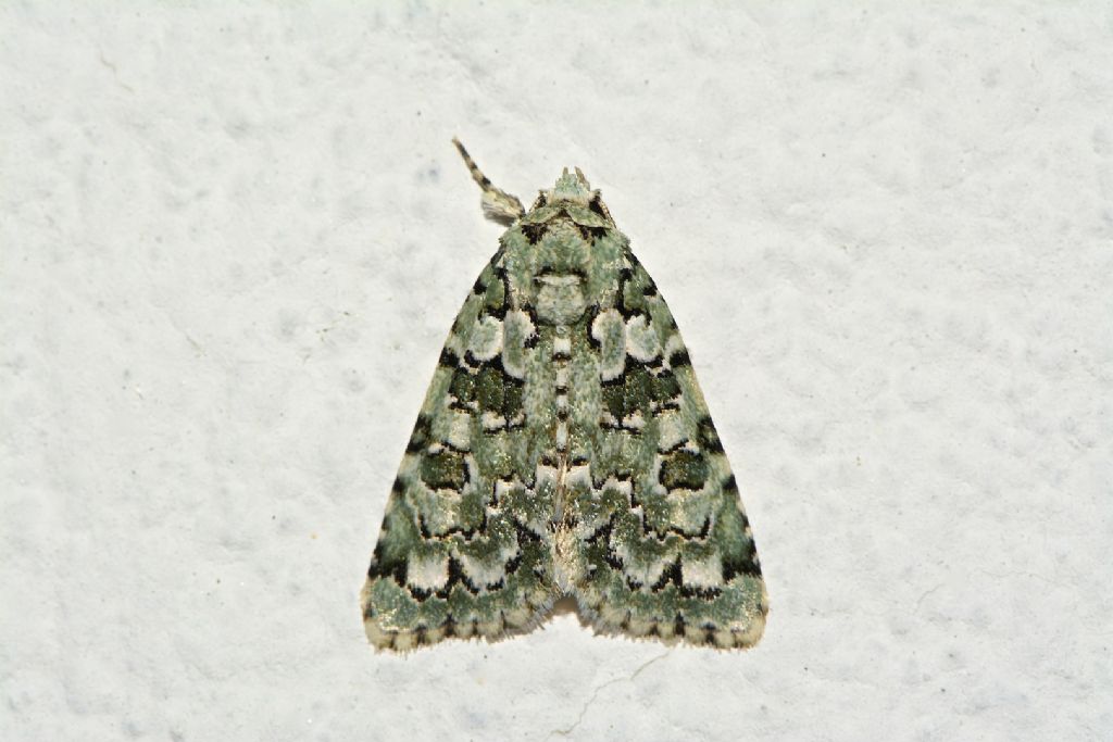 Geometridae da ID-No, Noctuidae:Nyctobrya (Bryopsis) muralis